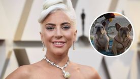 Lady Gaga mantiene una fuerte disputa con la mujer que le devolvió sus bulldogs franceses.