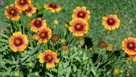 Una belleza para el jardín. Fuente: Shutterstock. Una belleza para el jardín. Fuente: Shutterstock.