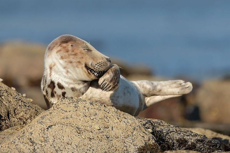 Una foca gris, bautizada como Mister Giggles (Señor Risueño), capturada por Martina Novotna en Ravenscar, Reino Unido. Foto: MARTINA NOVOTNA