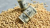 La liquidación de exportaciones de soja y maíz viene más lenta que en años anteriores, lo que encendió las alarmas en el Gobierno. Foto: Shutterstock