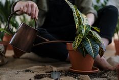 Algunos estudios sugieren que la jardinería puede ayudar a prevenir la obesidad infantil y el aumento de peso relacionado con la edad, así como a mejorar el sueño Foto: Pexels.com