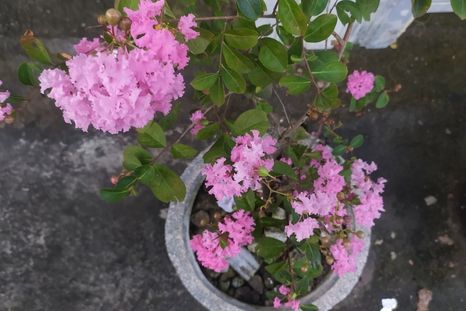 Un pequeño árbol para decorar los balcones o terrazas. Foto: Shutterstock