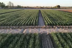 En Jonagro, Federico Sturzenegger defendió las desregulaciones aplicadas hasta ahora en el campo.