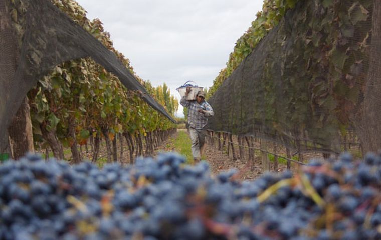 Gracias a que las uvas maduraron suavemente los vinos serán notables. Foto: Pachy Reynoso/MDZ