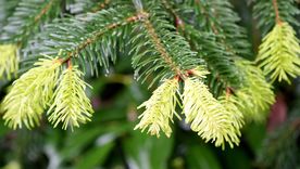 Este árbol se mantiene verde durante todo el año. Este árbol se mantiene verde durante todo el año.