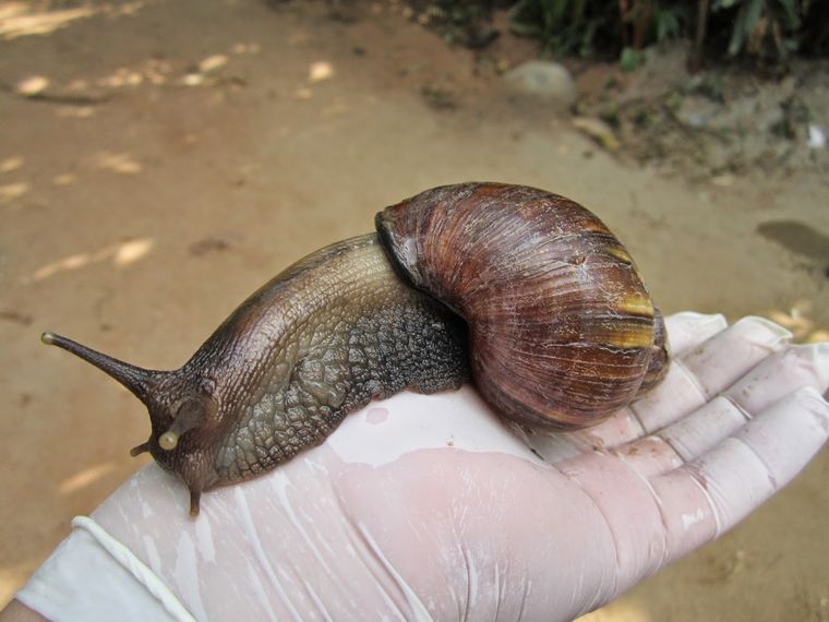 El caracol gigante africano puede ser perjudicial para la salud humana
