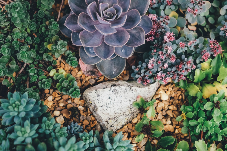 Estos son los mejores consejos para cuidar la suculenta planta lápiz. Foto: Pixabay - pixabay.com