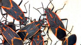 Chinche del arce Chinche del arce