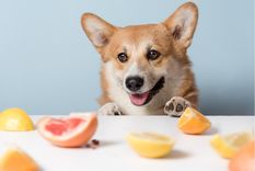 Algunas frutas pueden ser beneficiosas para la salud de tu mascota. Foto: Shutterstock