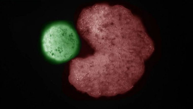 Con ayuda de inteligencia artificial, los investigadores produjeron xenobots con forma de Pacman, con muescas que parecen bocas. Foto: DOUGLAS BLACKISTON / SAM KRIEGMAN