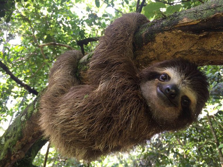 Encuentran enormes fósiles de osos perezosos Foto: Sloth Conservation