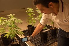 Laboratorio de Fiscalización de Cannabis, ubicado en la Bioplanta de Santa Rosa del Instituto de Sanidad y Calidad Agropecuaria de Mendoza (Iscamen) Foto: Prensa Mendoza