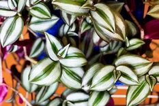 Tradescantia Zebrina. Foto: Créditos: enabrilhojasmil.com