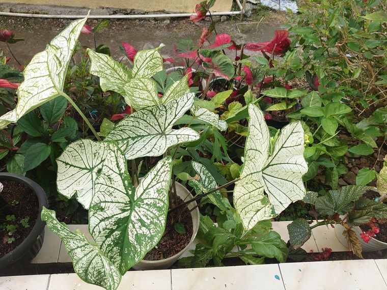 Estas plantas tropicales se adaptan a interiores con poca luz y requieren riego moderado. Foto: Shutterstock