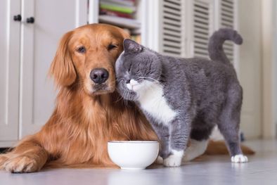 MDZol | Perros vs. gatos.