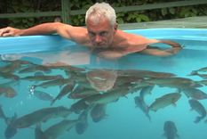 de no creer: hombre se sumerge en piscina llena de piranas hambrientas
