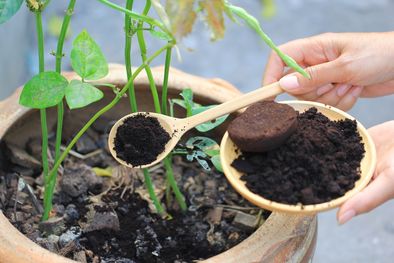 MDZol | El especialista en plantas, Luis Canziani,  recomendó una serie tareas que debemos realizar en nuestro jardín con la llegada del frío. Foto: SHUTTERSTOCK