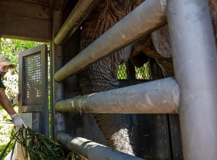 La elefanta Kenya en la jaula de transporte. La elefanta Kenya en la jaula de transporte.