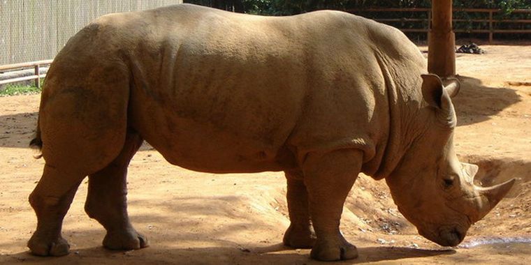 Rinoceronte Chicho