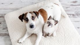 El 27 de octubre, esperamos a nuestras mascotas que pasaron al más allá, vienen de visita y los recibimos con hermosos altares dedicados y pensados cuidadosamente para ellos Foto: Shutterstock