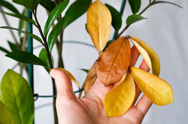A veces las plantas se enferman. Foto: Shutterstock
