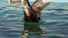 El pato Juan en la pileta de su casa en Maipú