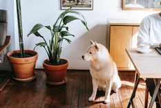Estas tres plantas de interior son ideales para los perros.