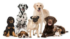 Estos perros combinan un carácter equilibrado con un instinto guardián inigualable. Foto: Archivo Estos perros combinan un carácter equilibrado con un instinto guardián inigualable. Foto: Archivo