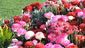 La clave para mantener el jardín con colores vibrantes. La clave para mantener el jardín con colores vibrantes.