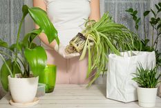 JARDÍN EL PROCESO DE TRASPLANTE CONSISTE EN COLOCAR LA PLANTA EN UNA UBICACIÓN DIFERENTE A LA ANTERIOR Foto: SHUTTERSTOCK