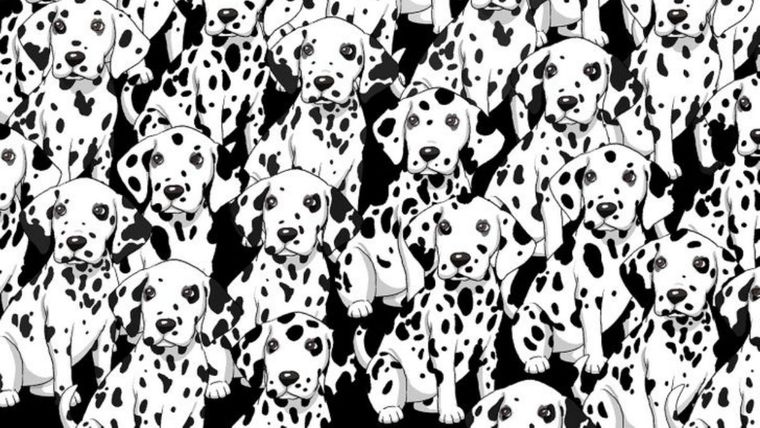 Acertijo visual, reto visual, perro