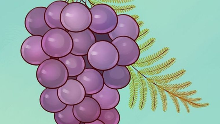 Acertijo visual, reto visual, uvas