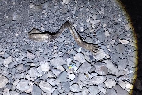 Los huesos encontrados a un costado de la ruta 52, en Las Heras.&nbsp;