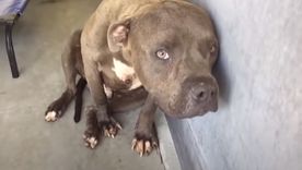 Una mujer denunció a un sujeto por abusar de su mascota y detuvieron al agresor Foto: Imagen de archivo