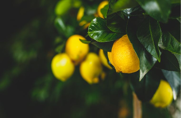 JARDÍN El citrus × limon es un pequeño árbol frutal perenne que se puede cultivar hasta en macetas Foto: shutterstock