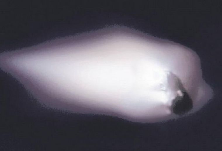 El núcleo del cometa Halley observado desde la Tierra