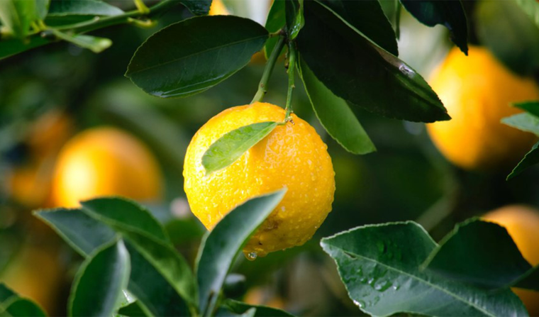 ¿Querés sacar el mayor proyecto de tu limonero? Te dejamos el paso a paso definitivo para que te hagas limonada todos los días Foto: Pexels