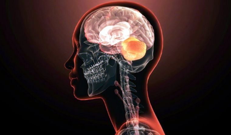 El cerebro humano aumentó gradualmente, no a saltos. Foto: Dpa.