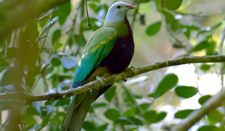 Una paloma frugívora wompoo en Queensland, Australia. Foto: Dpa.