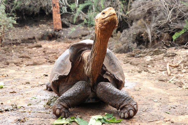 Diego, la tortuga macho que tuvo tanto sexo que salvó a su especie