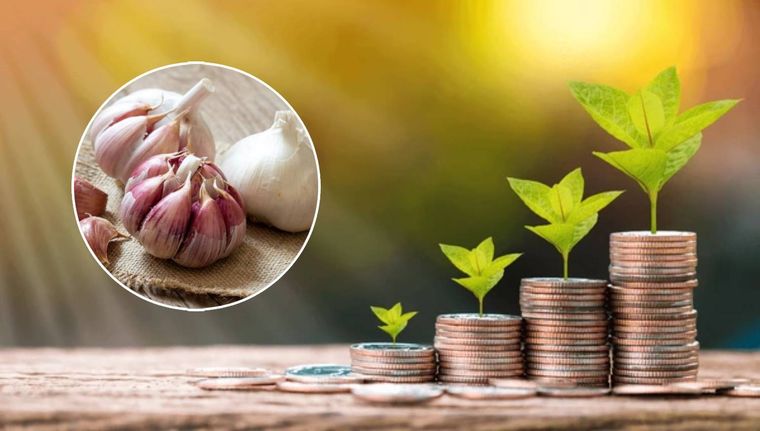 El ajo es un ingrediente vital junto con la soja para tener un abono económico y plantas con las hojas verdes Foto: Archivo