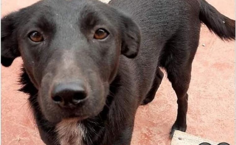 Negrita no sobrevivió al ataque. Los jujeños se movilizan en su memoria