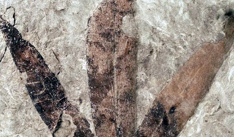 El descubrimiento se enfoca en las plantas fósiles y sus registros. Foto Efe El descubrimiento se enfoca en las plantas fósiles y sus registros. Foto Efe