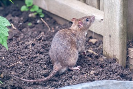 El método sencillo y efectivo para ahuyentar roedores durante el verano. El método sencillo y efectivo para ahuyentar roedores durante el verano.