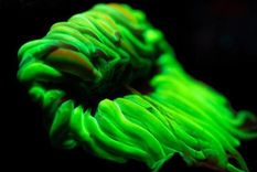 Un naturalista inglés se dedica a recorrer los bosques en las noches con lámparas UV para captar la flourescencia de la flora y fauna. Foto: CORTESÍA DAVID ATTHOWE