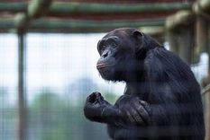 Foto: gastonlacombe.com