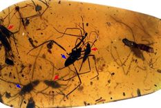 Insectos zancudos de agua del Cretácico preservados copulando en ámbar. Foto: Dpa. Insectos zancudos de agua del Cretácico preservados copulando en ámbar. Foto: Dpa.