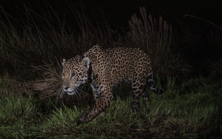 En Corrientes hay 35 yaguratés resistiendo la extinción. Foto: Rewilding Argentina