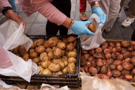 La papa o patata es cultivada en todo el mundo y hay sobreproducción. Foto Efe La papa o patata es cultivada en todo el mundo y hay sobreproducción. Foto Efe