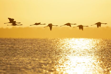 Los flamencos forman parte de una de las postales más características de este pueblo ubicado junto a la laguna Mar Chiquita. Los flamencos forman parte de una de las postales más características de este pueblo ubicado junto a la laguna Mar Chiquita.